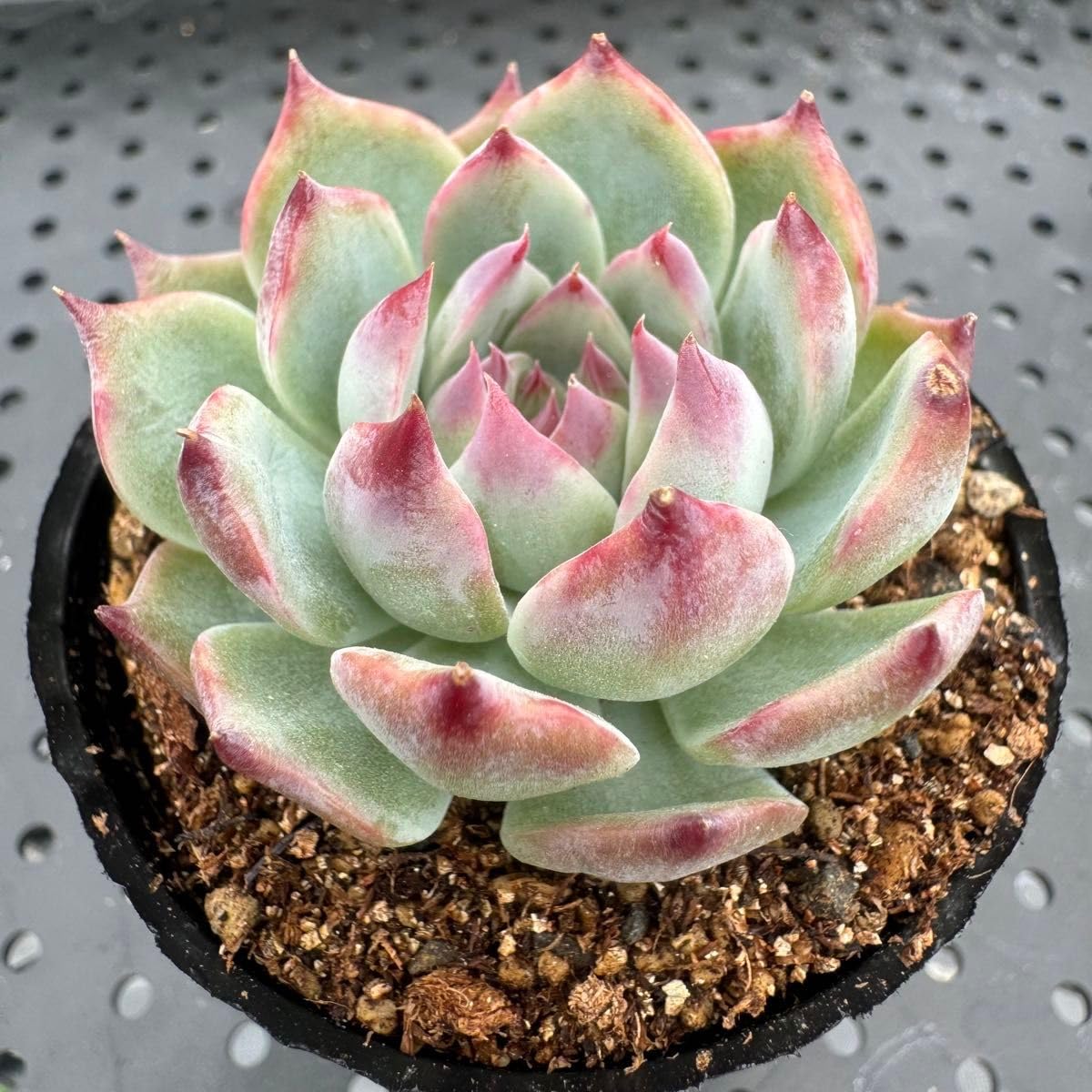 多肉植物 韓国苗 ✿︎ まめ ✿︎様 Amazon.co.jp: 多肉植物 韓国苗 抜き苗 カーネリアン : Hobbies